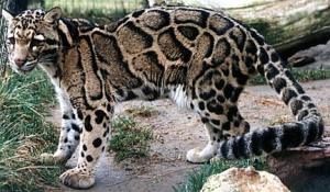 leopard